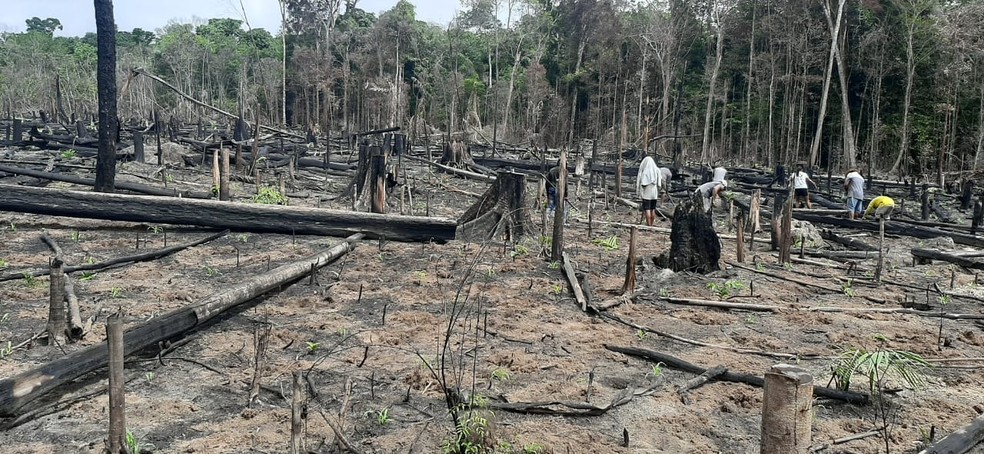 Área de queimada na Zona rural de Melgaço  — Foto: Maria Maia/Arquivo pessoal