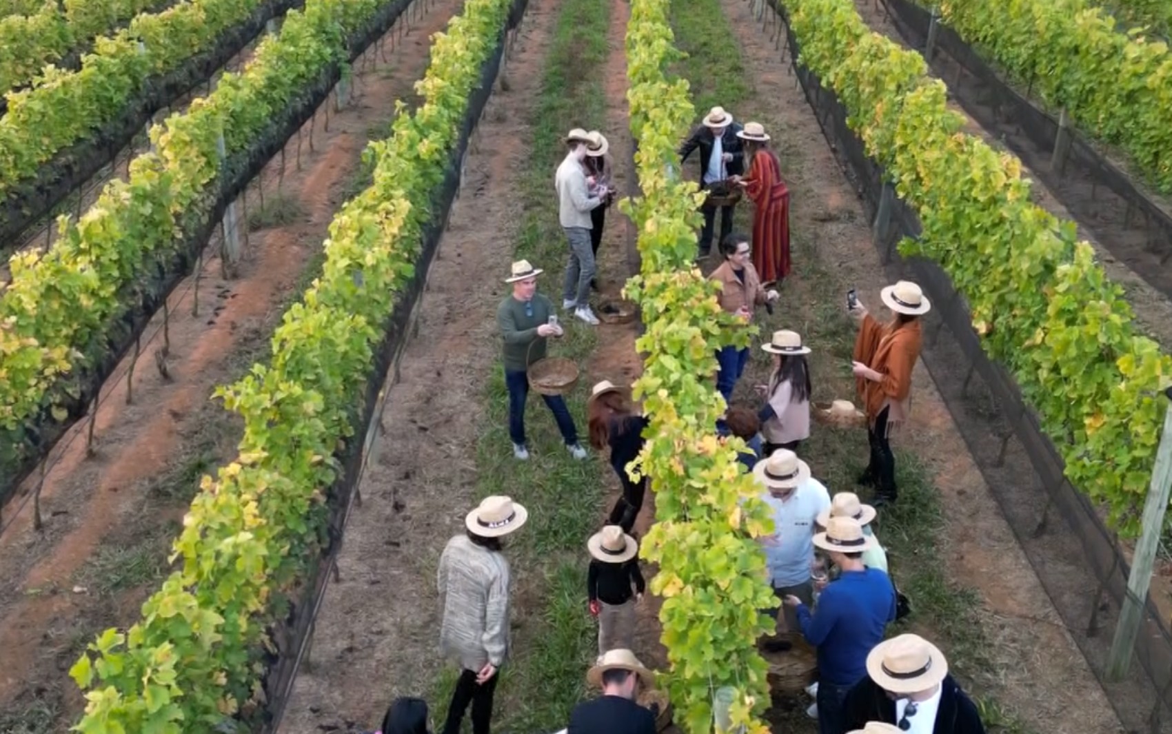 'Cartas de Vinho': Vindima atrai visitantes para experiência de colheita de uvas e degustação em vinícola no Sul de Minas