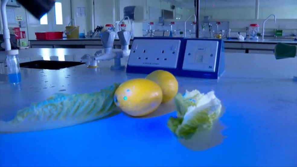 Gotículas azuis visíveis no limão mostram como a água contaminada do frango cru se espalha durante a lavagem — Foto: BBC