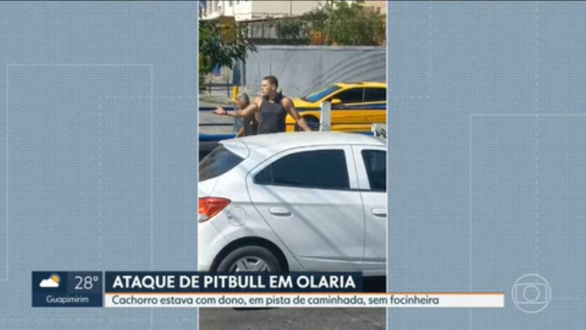 Pitbull ataca outro cão em Olaria, e dono usa até um pedaço de pau para ...