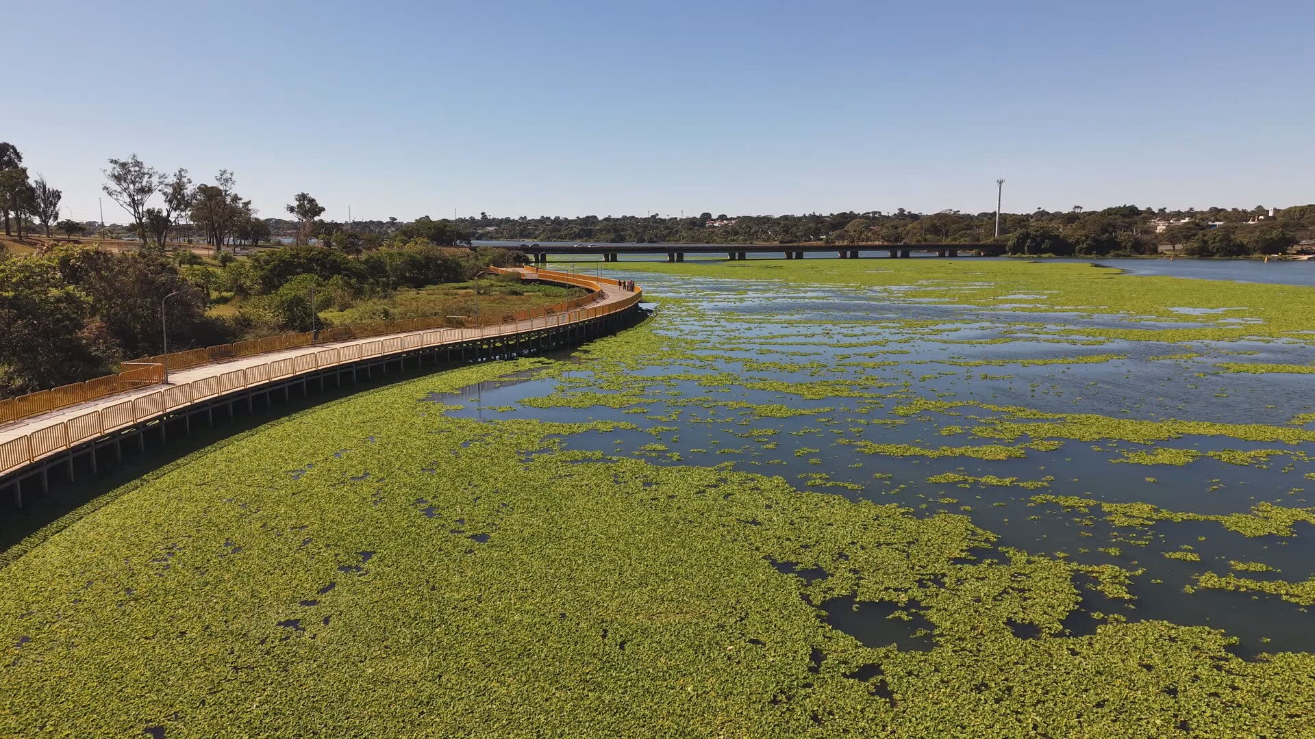 O que são plantas que formam 'tapete verde' em trecho do Lag