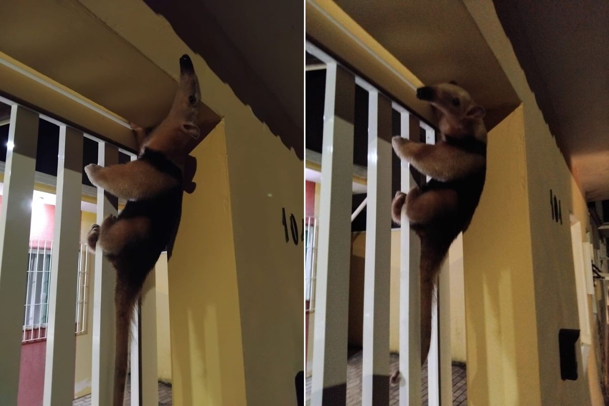 Tamanduá-mirim escala portão de casa e surpreende moradores no interior de SP; VÍDEO 