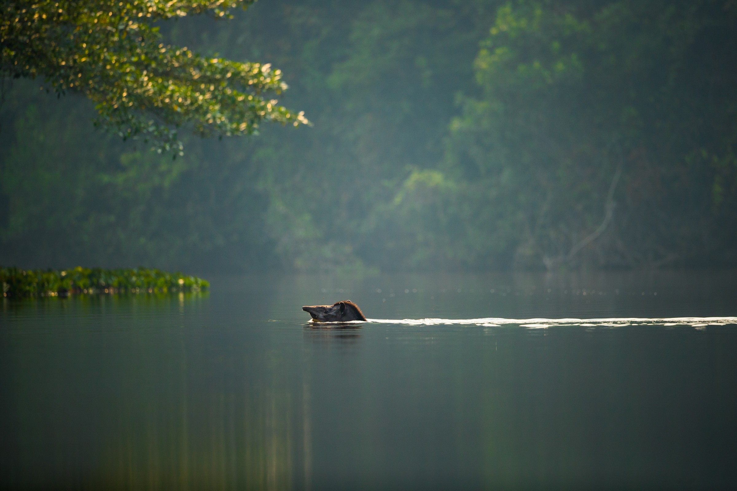 600 espécies de aves e até onças: conheça área de 11 mil hectares protegida por hotel na Amazônia