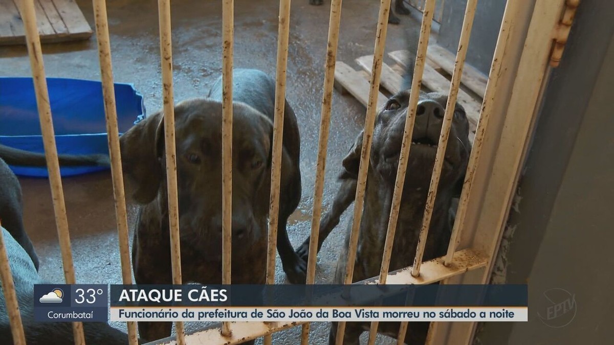 Cães que atacaram e mataram cuidador foram resgatados em situação de  maus-tratos, São Carlos e Araraquara