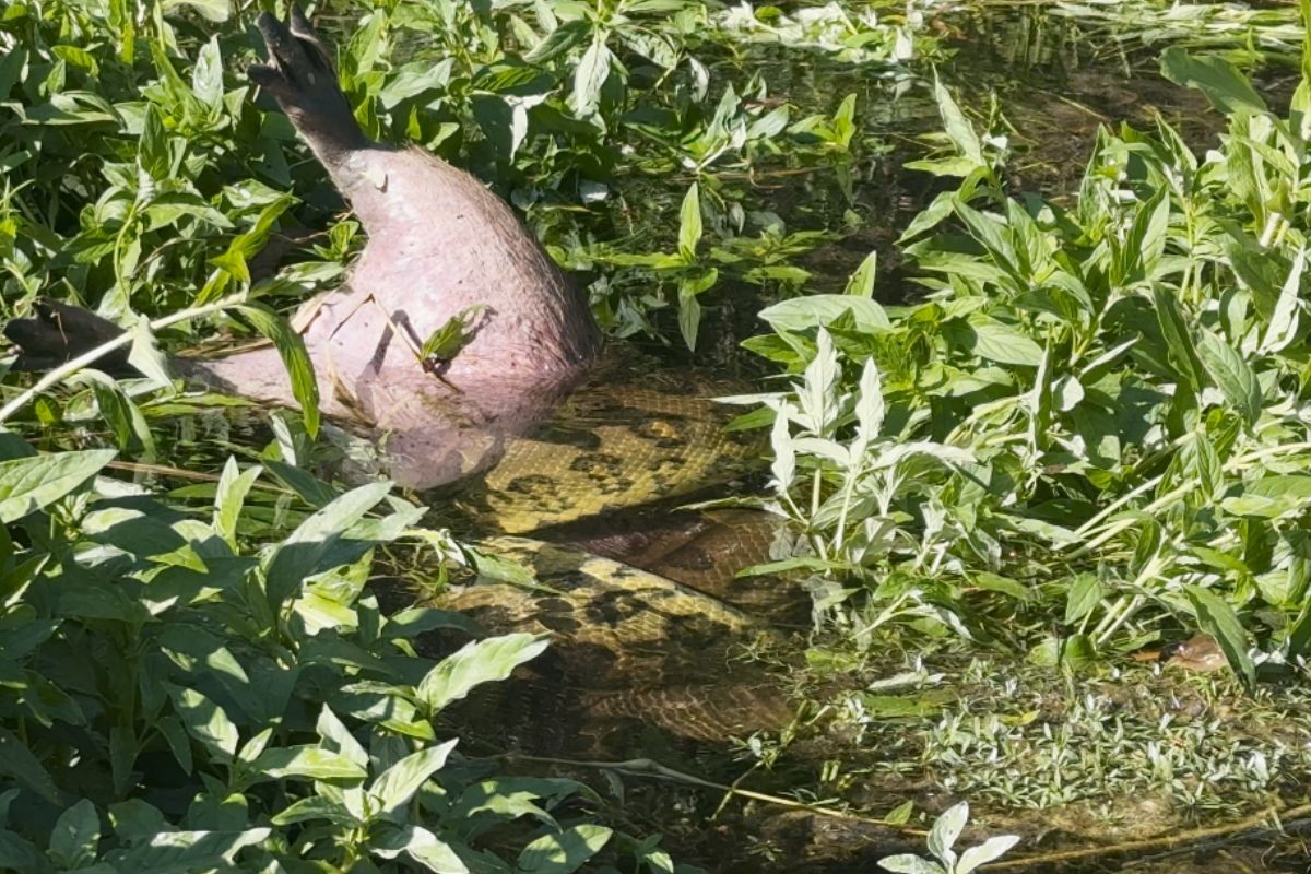 VÍDEO: sucuri é flagrada devorando capivara em rio de águas cristalinas em Bonito