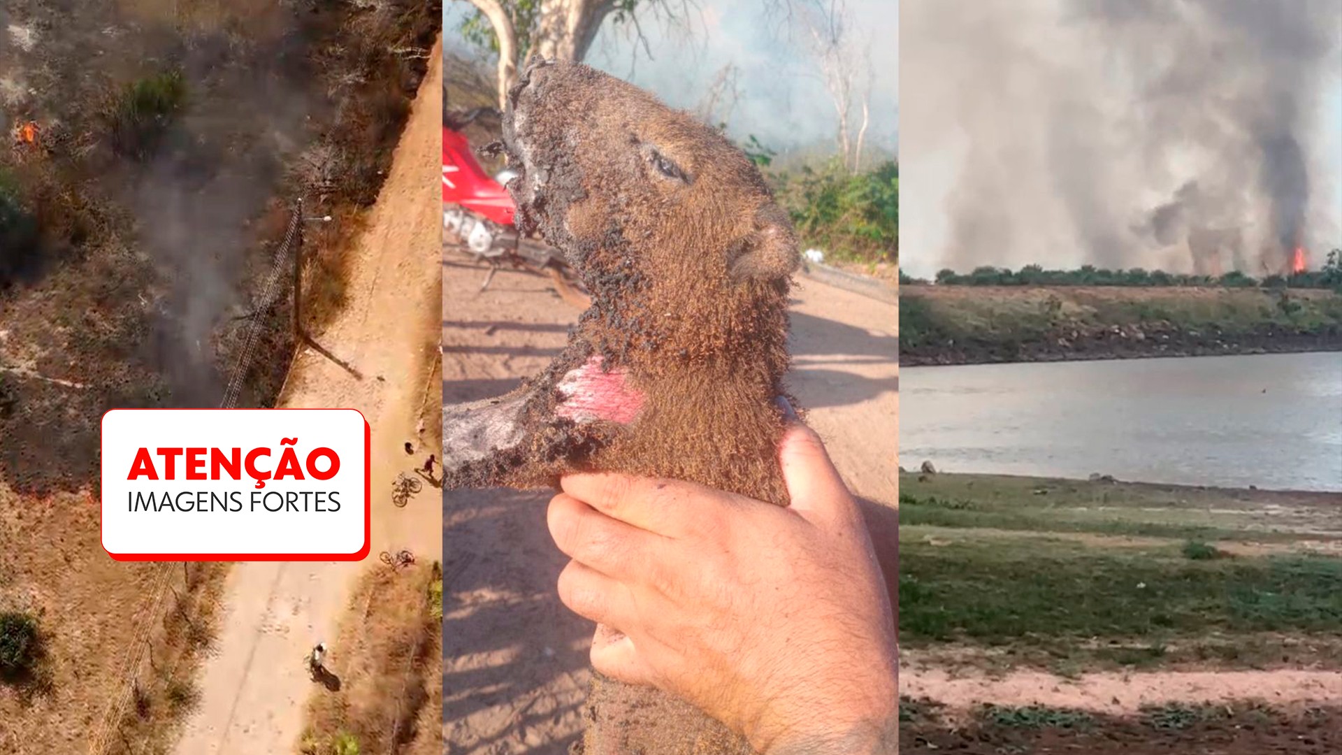 Filhote de capivara salvo de incêndio morre dois dias depois no Piauí; vídeo mostra resgate