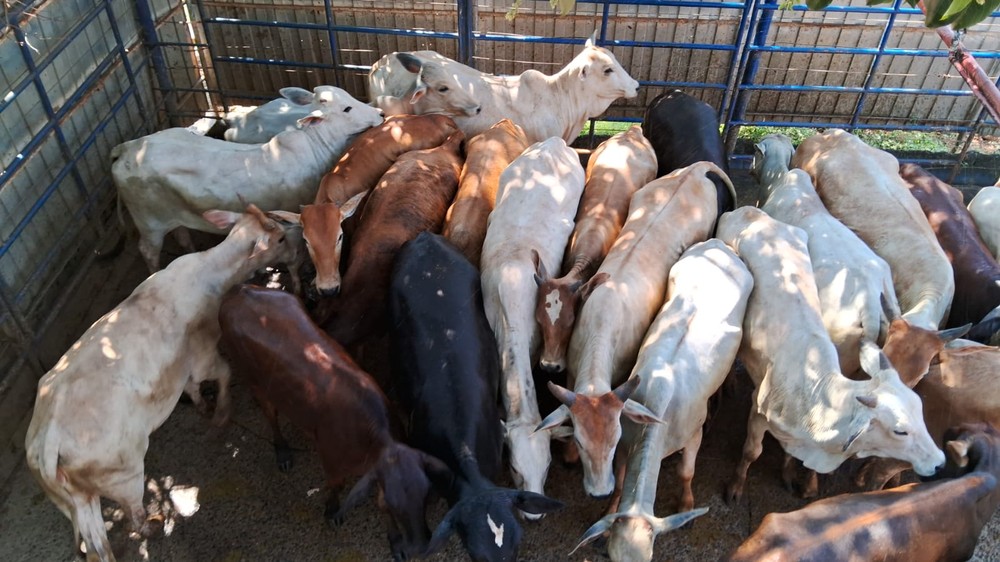 Frutal: Quadrilha que furtava gado em fazendas mineiras e enviava para abate clandestino a frigoríficos de SP é descoberta