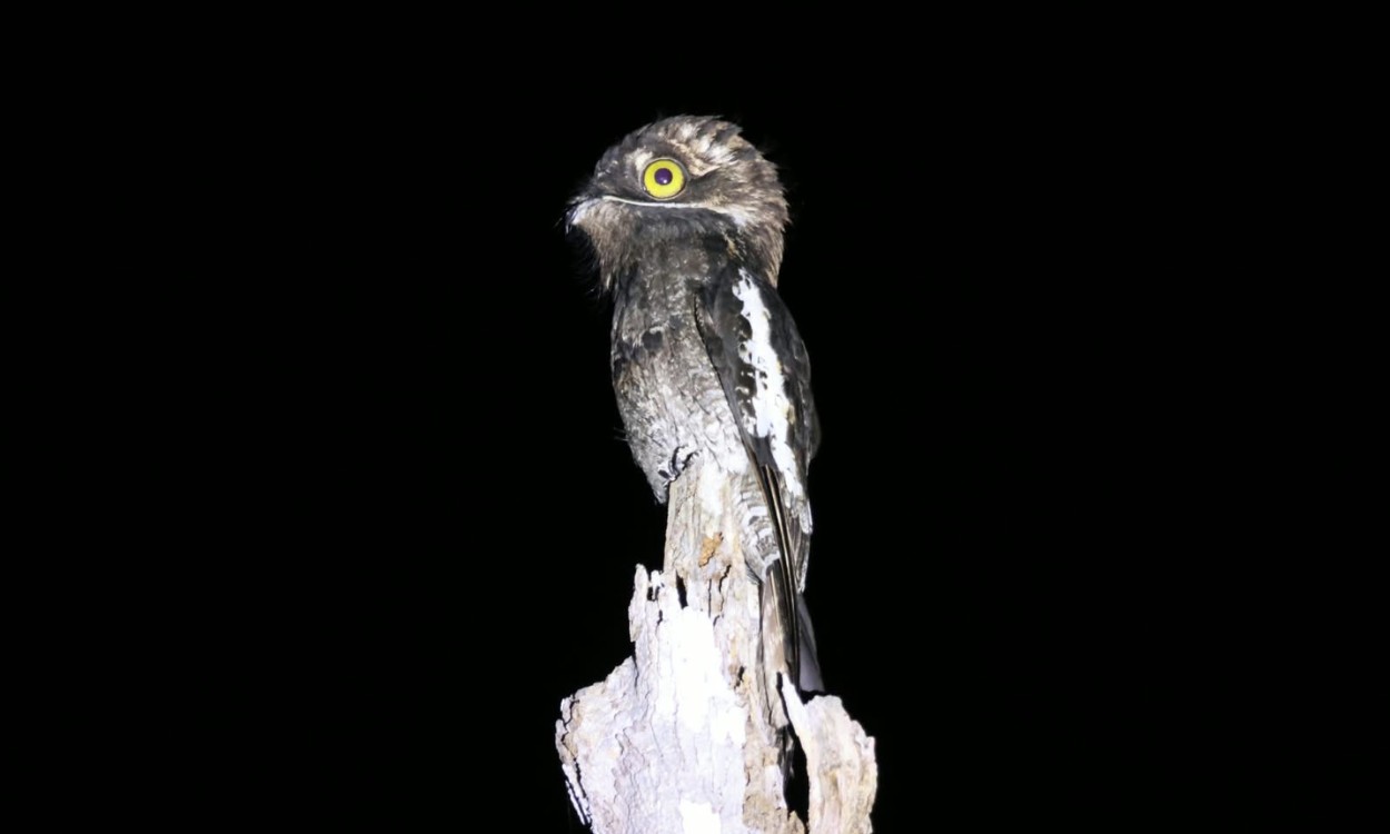 Urutau raro e criticamente ameaçado é encontrado pela 1º vez em Parque Nacional na BA