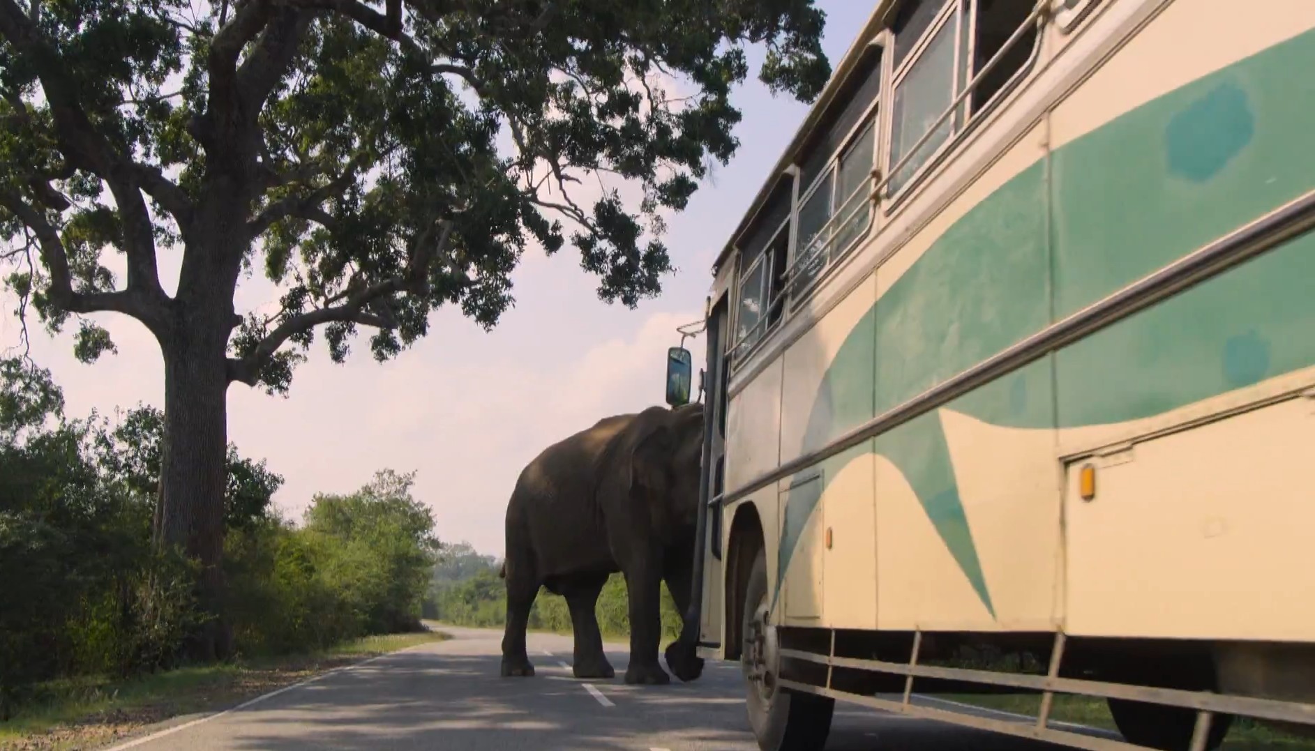 Elefantes bloqueiam estradas no Sri Lanka e motoristas usam comida para 'negociar' passagem com animais