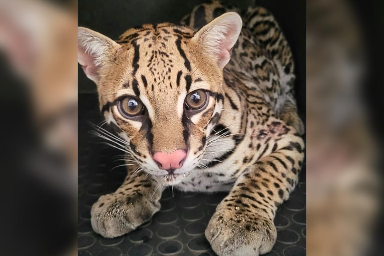 Jaguatirica resgatada em Jundiaí e vacinação contra gripe ampliada