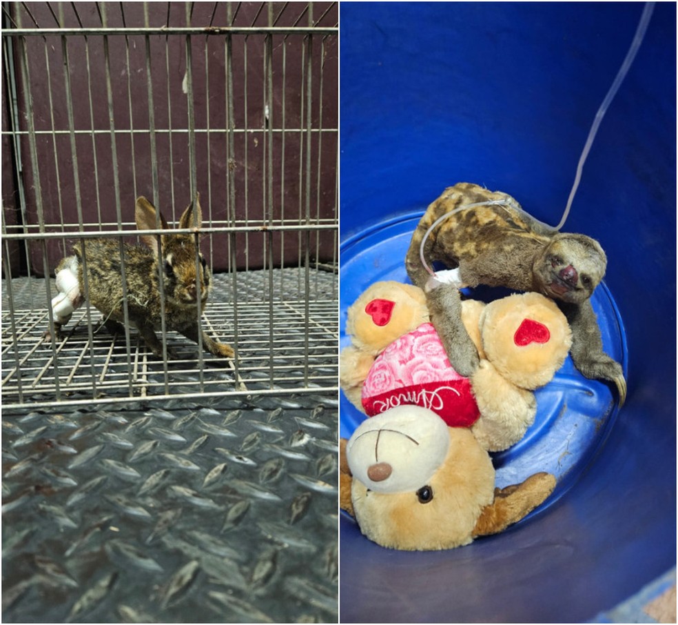 Animais silvestres resgatados após serem vítimas de queimada — Foto: Divulgação