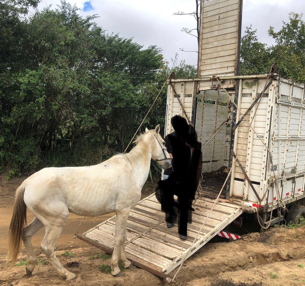 Homem mata caseiro de propriedade, rouba cavalo e acaba preso em