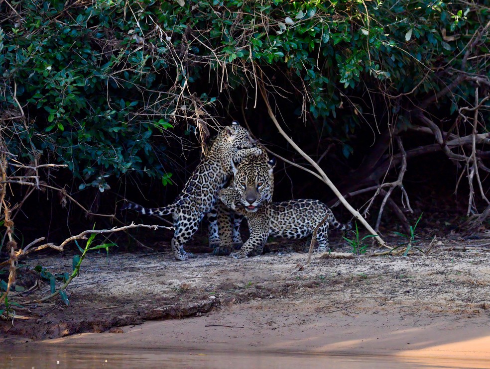 Onça Medrosa e seus filhotes, Rio e Marcela na beira do rio em Porto Jofre (MT) — Foto: Ailton Lara