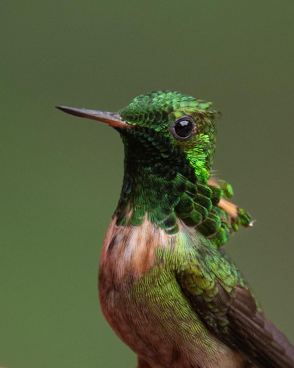Entre o verde e o vermelho: possível híbrido de topetinho é flagrado na Mata Atlântica