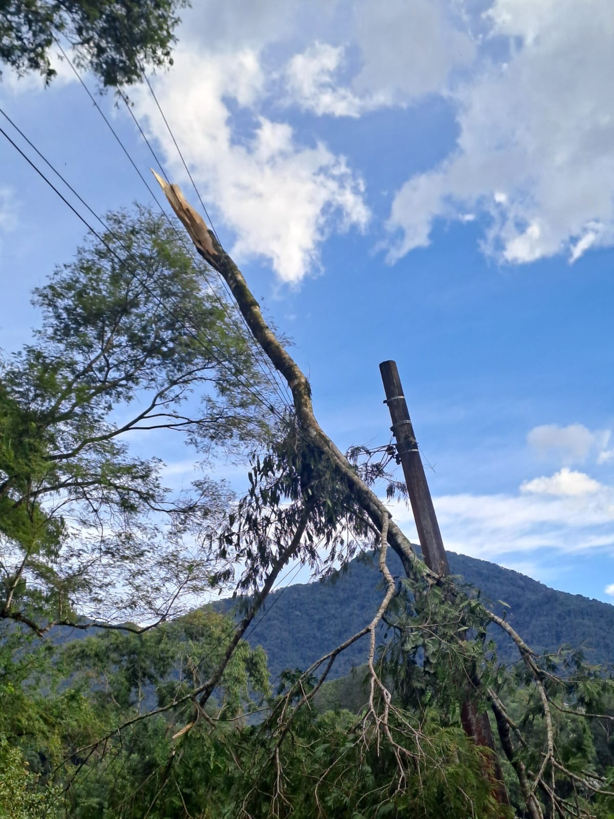 Ventania de quase 66 km/h derruba árvores e rompe cabos elétricos em ruas de Resende