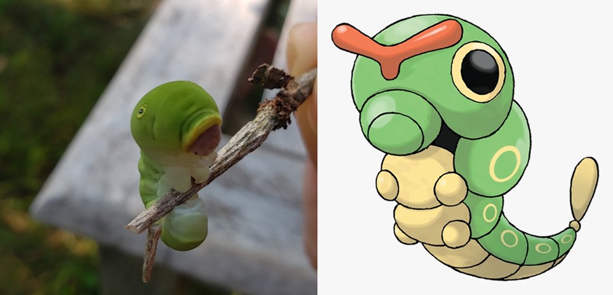 Todos Os Pokemon Insetos Novo Pokémon: Evolução Do