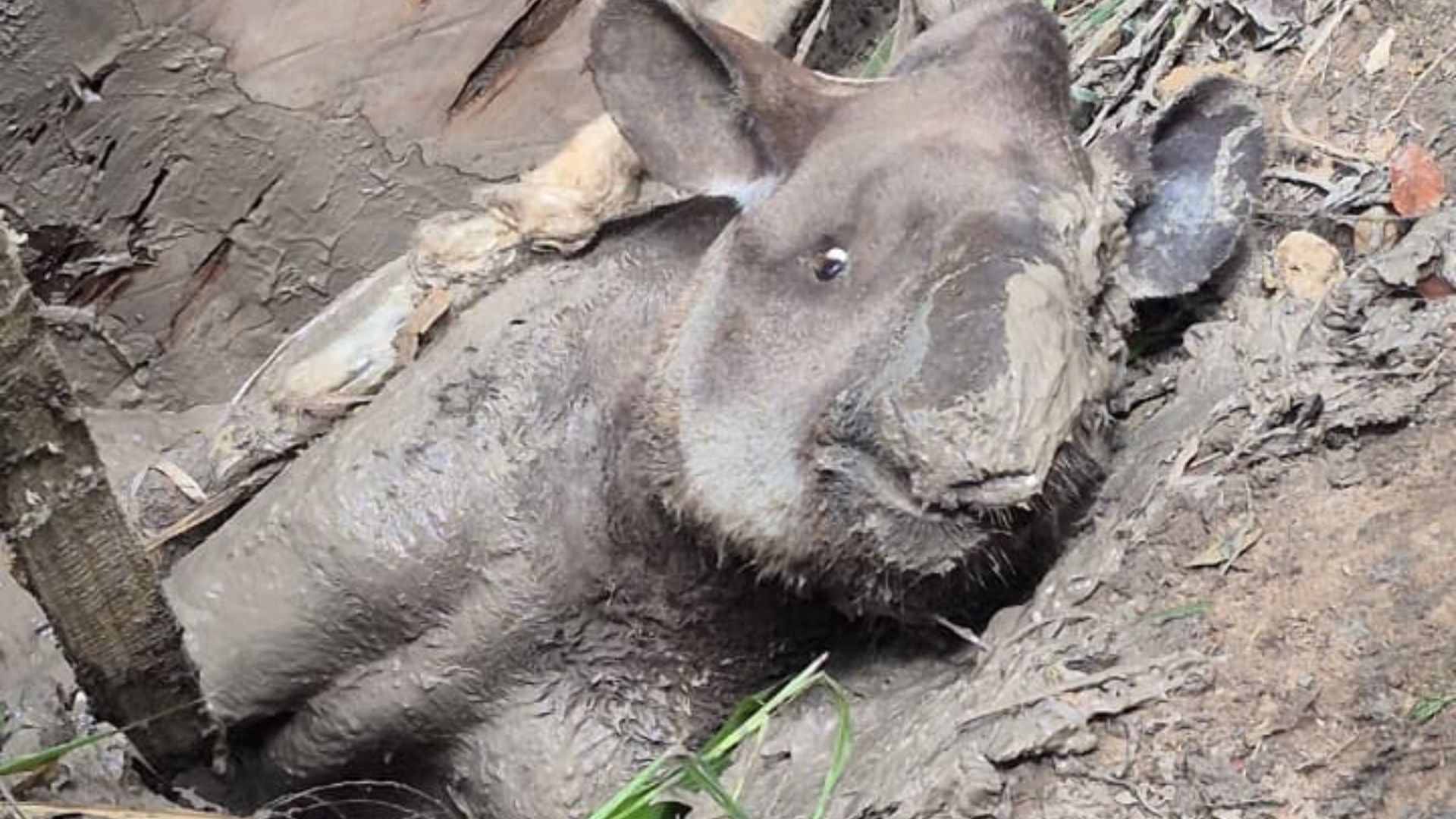 VÍDEO: anta é resgatada após ficar presa em buraco de lama no ES