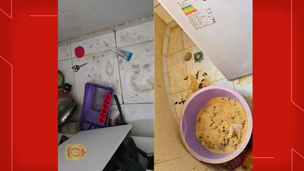 'Apartamento do terror': mulher de 50 anos é presa por maus-tratos contra gatos no DF — Foto: PCDF