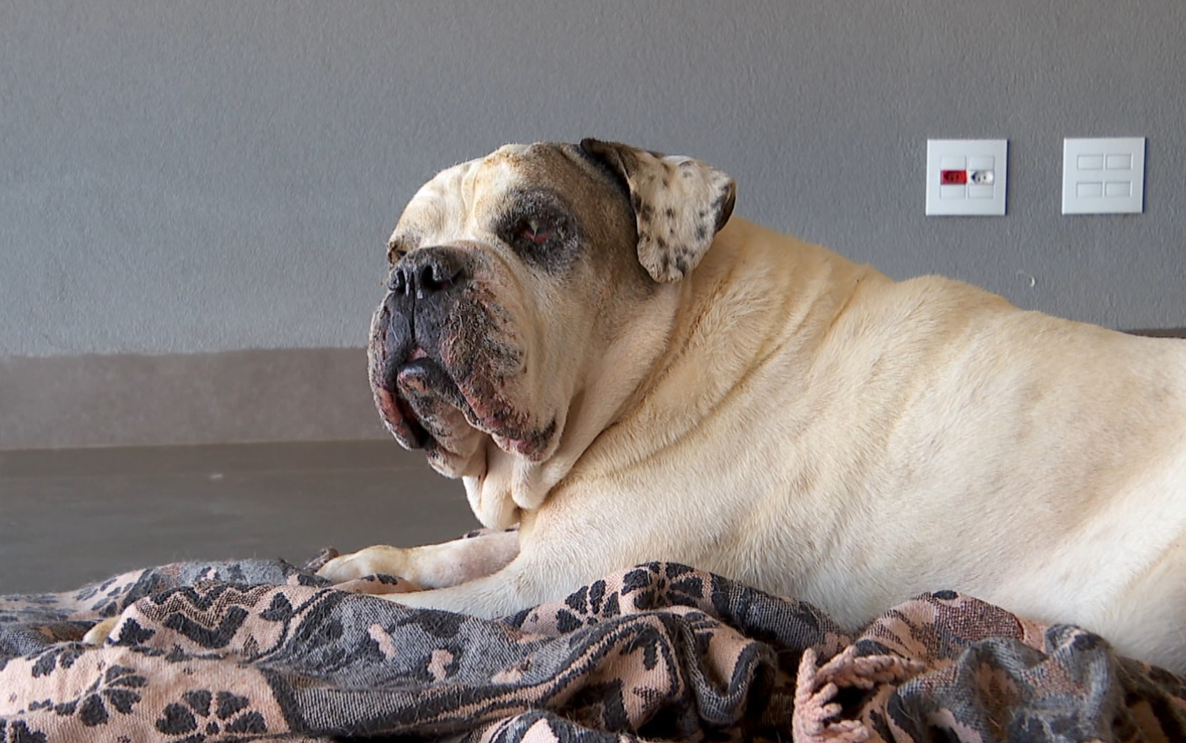 Cachorra sofre queimaduras após invasão e incêndio criminoso em chácara de Brodowski​‌​