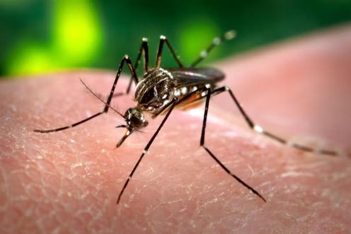 Campo Grande confirma primeira morte por dengue em 2025