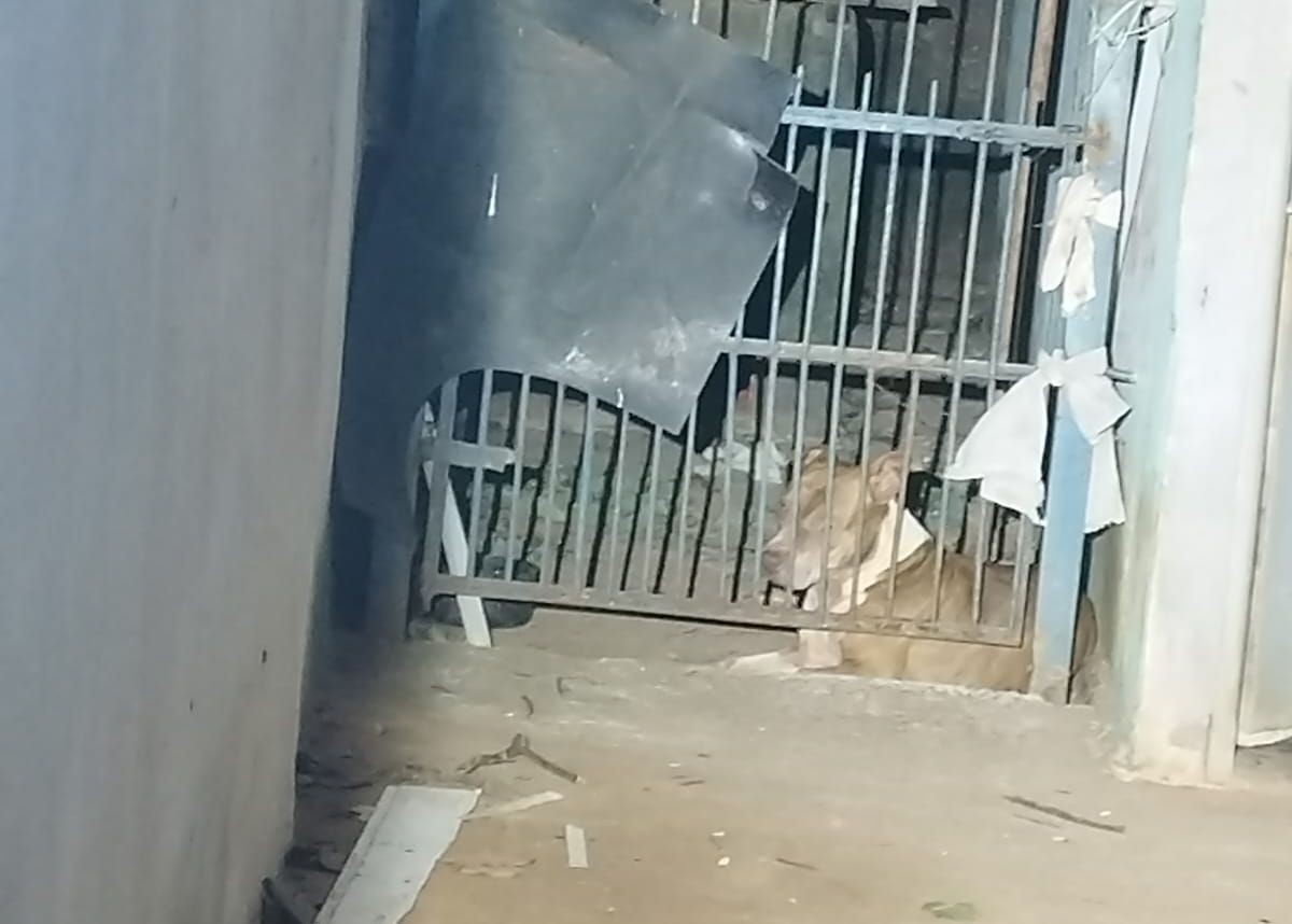 Quatro pessoas, entre elas duas crianças, ficam feridas após ataque de pitbull no interior de SP