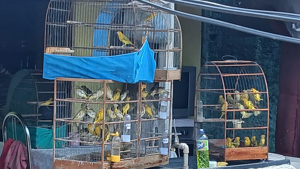 Mais de 60 aves silvestres são apreendidas em Rio Preto em ação contra venda ilegal pela internet