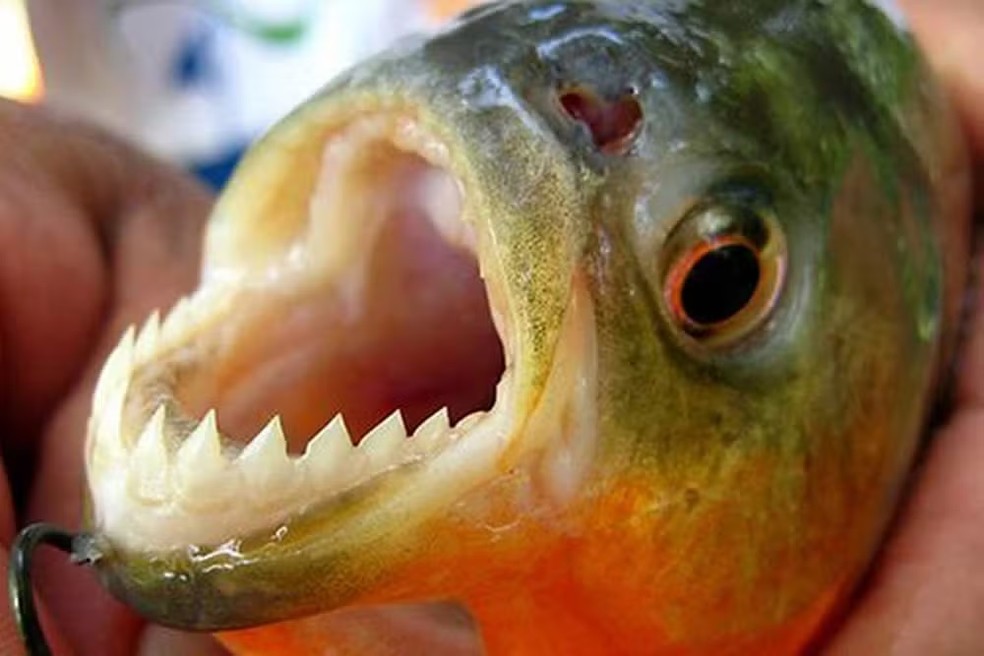 Piranha — Foto: Divulgação