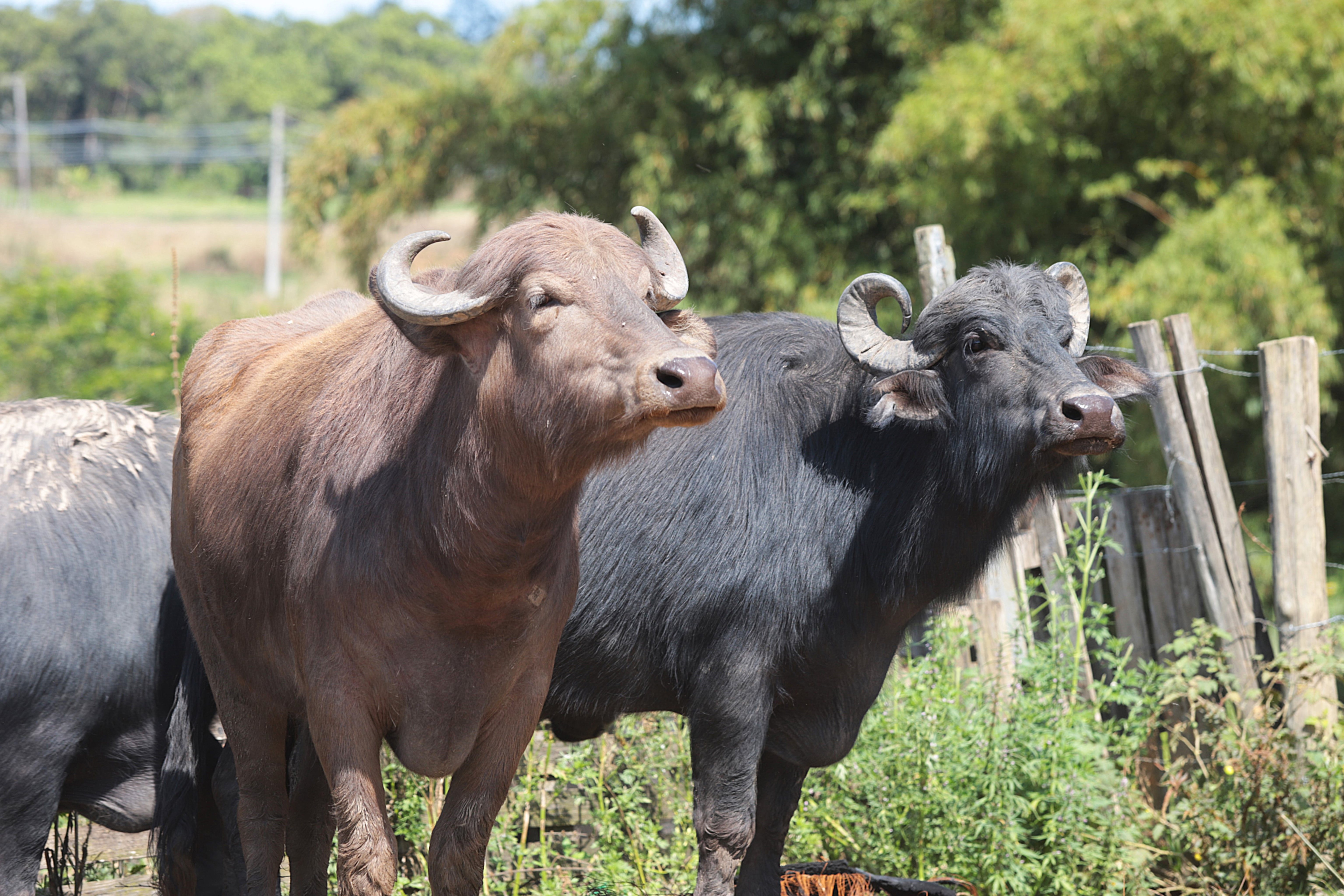 Você Não Tá Convidada pro Meu Bat Mitzvá!