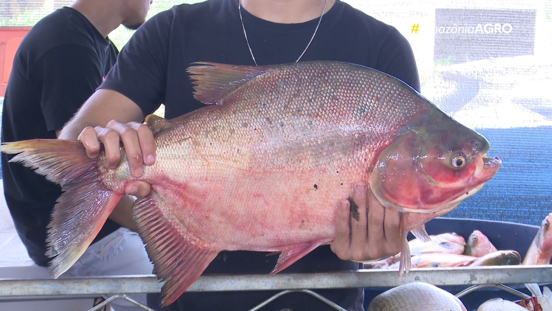 VÍDEOS: Amazônia Agro - Acre deste domingo, 5 de abril de 2026