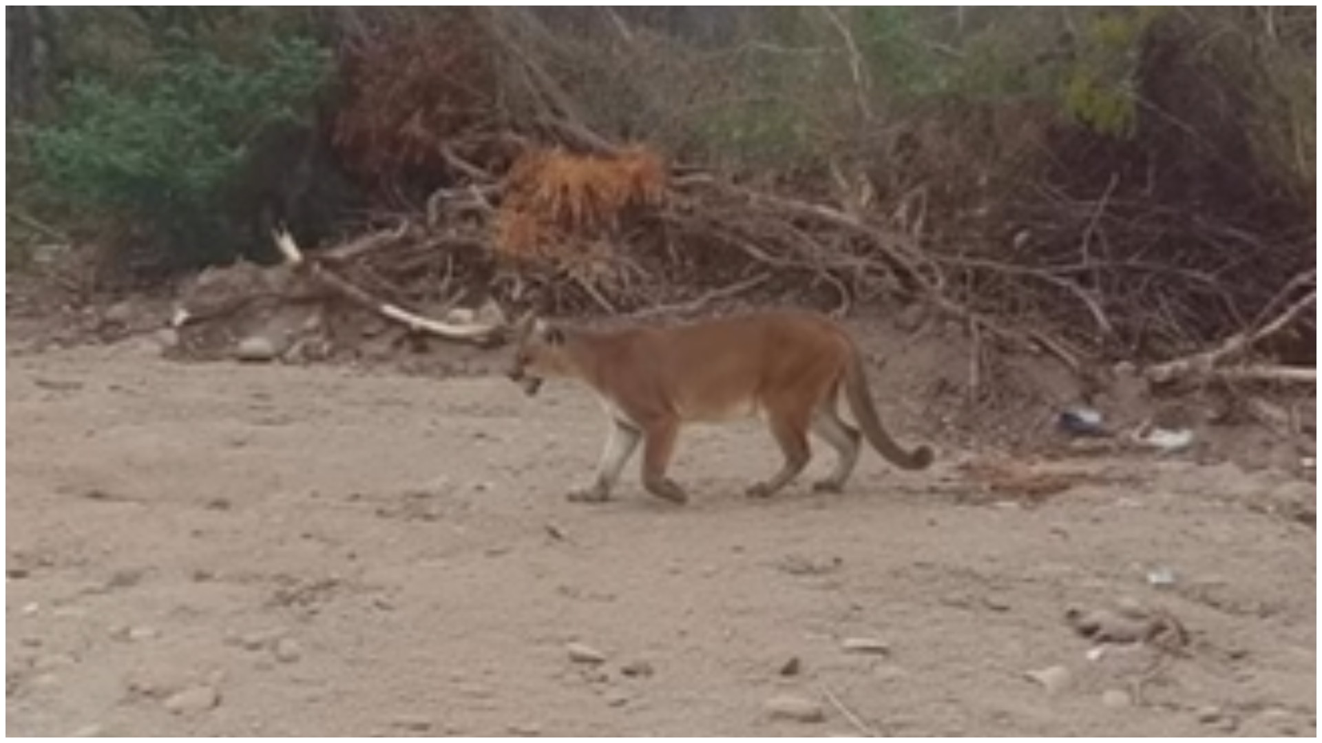 Onça-parda é flagrada perto de casas em Frecheirinha, Ceará