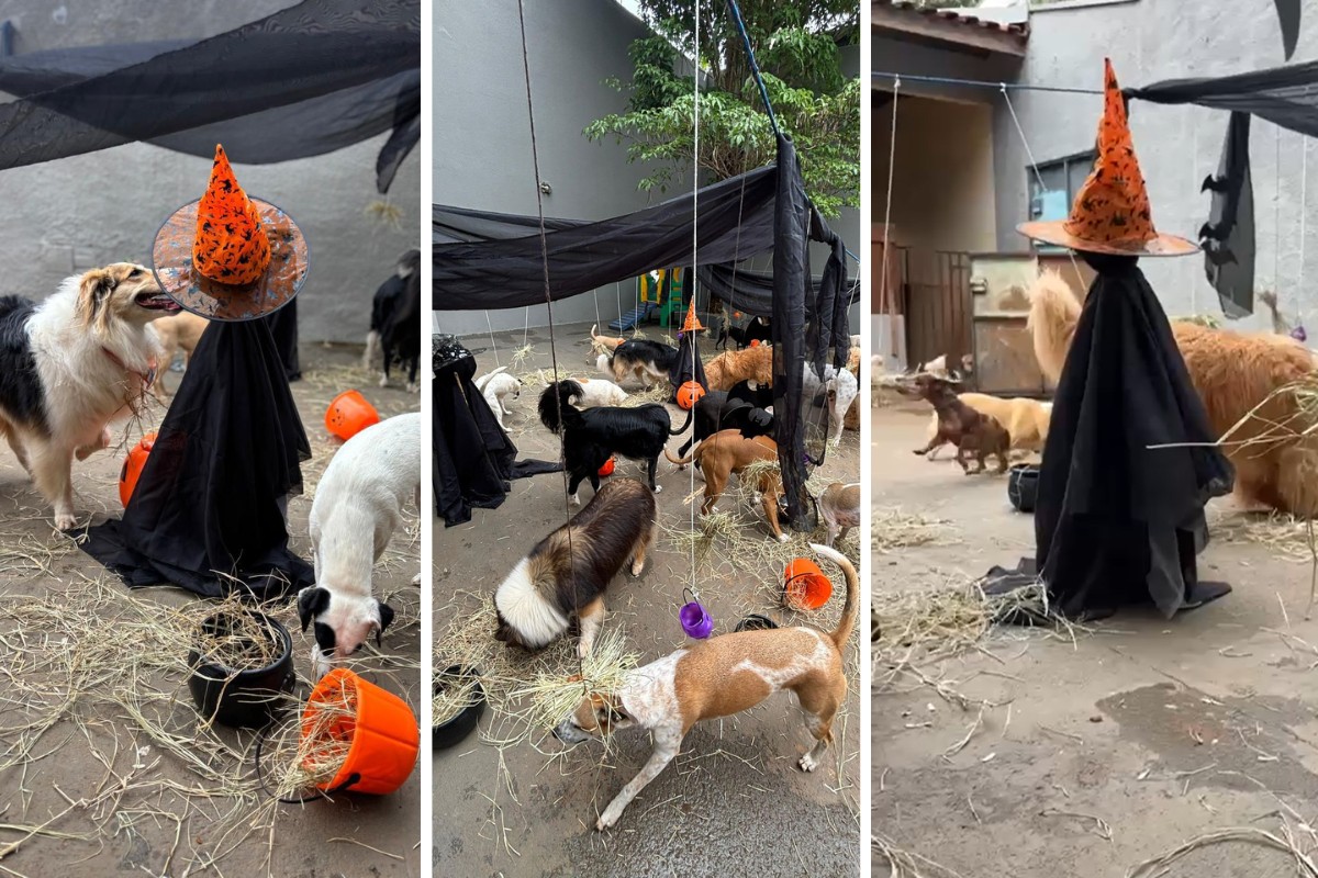 Casinha 'mAU-assombrada', bruxas, caverna dos morcegos e caça petiscos compõem Halloween dos pets no interior de SP