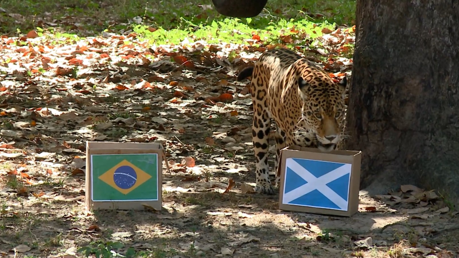Brasil x Escócia: Onça-pintada no PI 'prevê' vitória de virada da seleção brasileira; veja vídeo