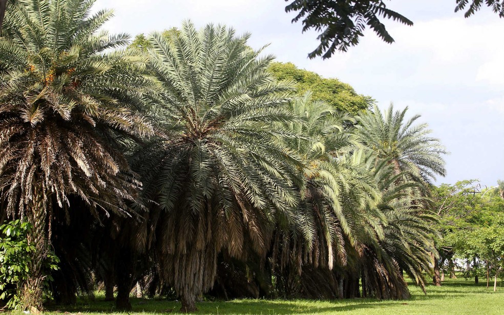 Tamareiras no Parque da Cidade, em Brasília — Foto: Toninho Tavares/Agência Brasília