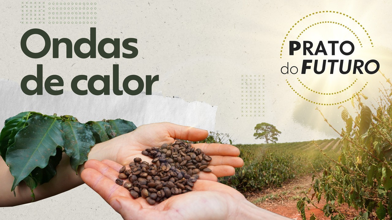 Vai ter café para todo mundo? Entenda como calor extremo eleva preço e baixa quantidade e qualidade do grão