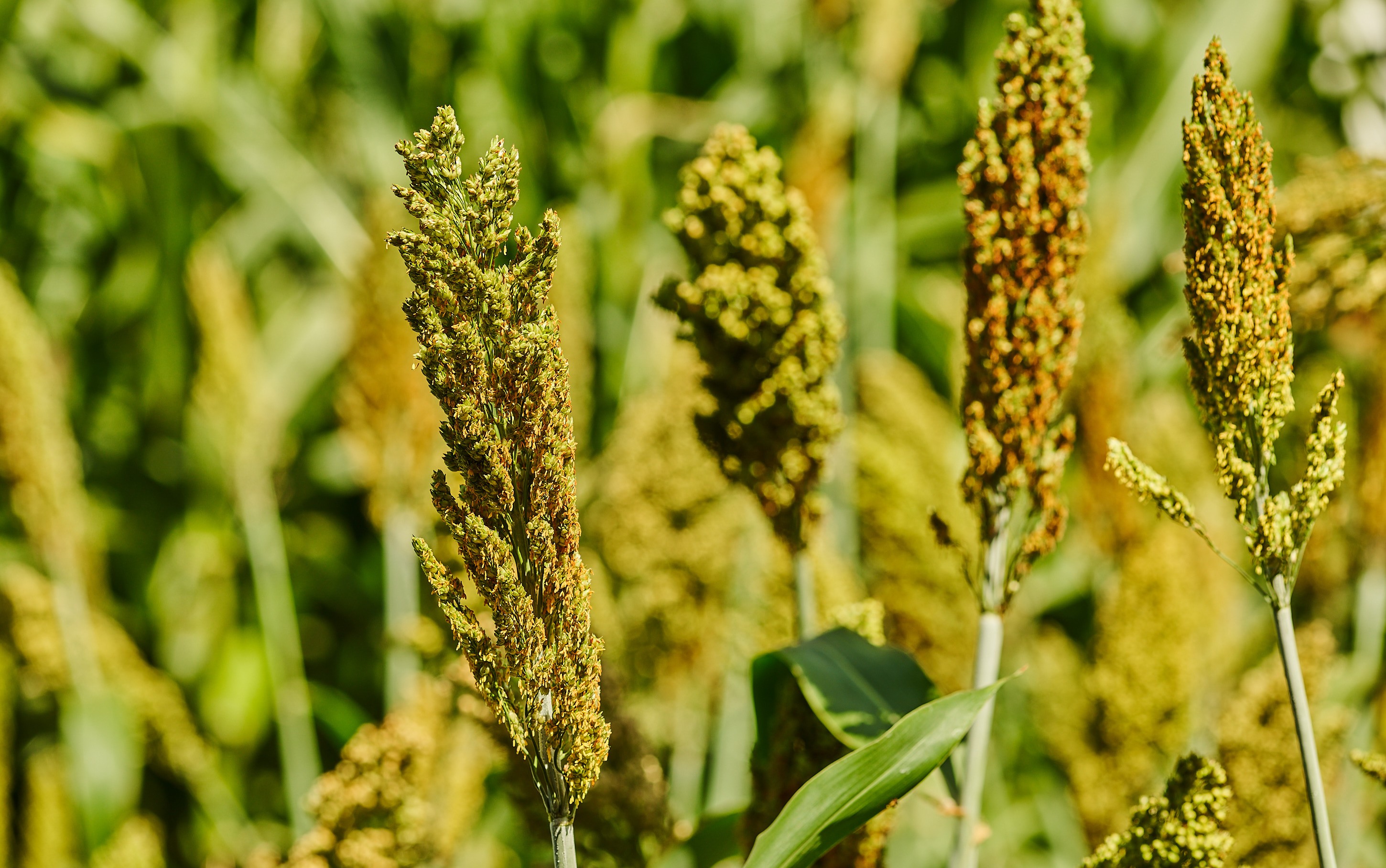 MT habilita 8 unidades para exportação de coproduto do etanol de milho e sorgo à China