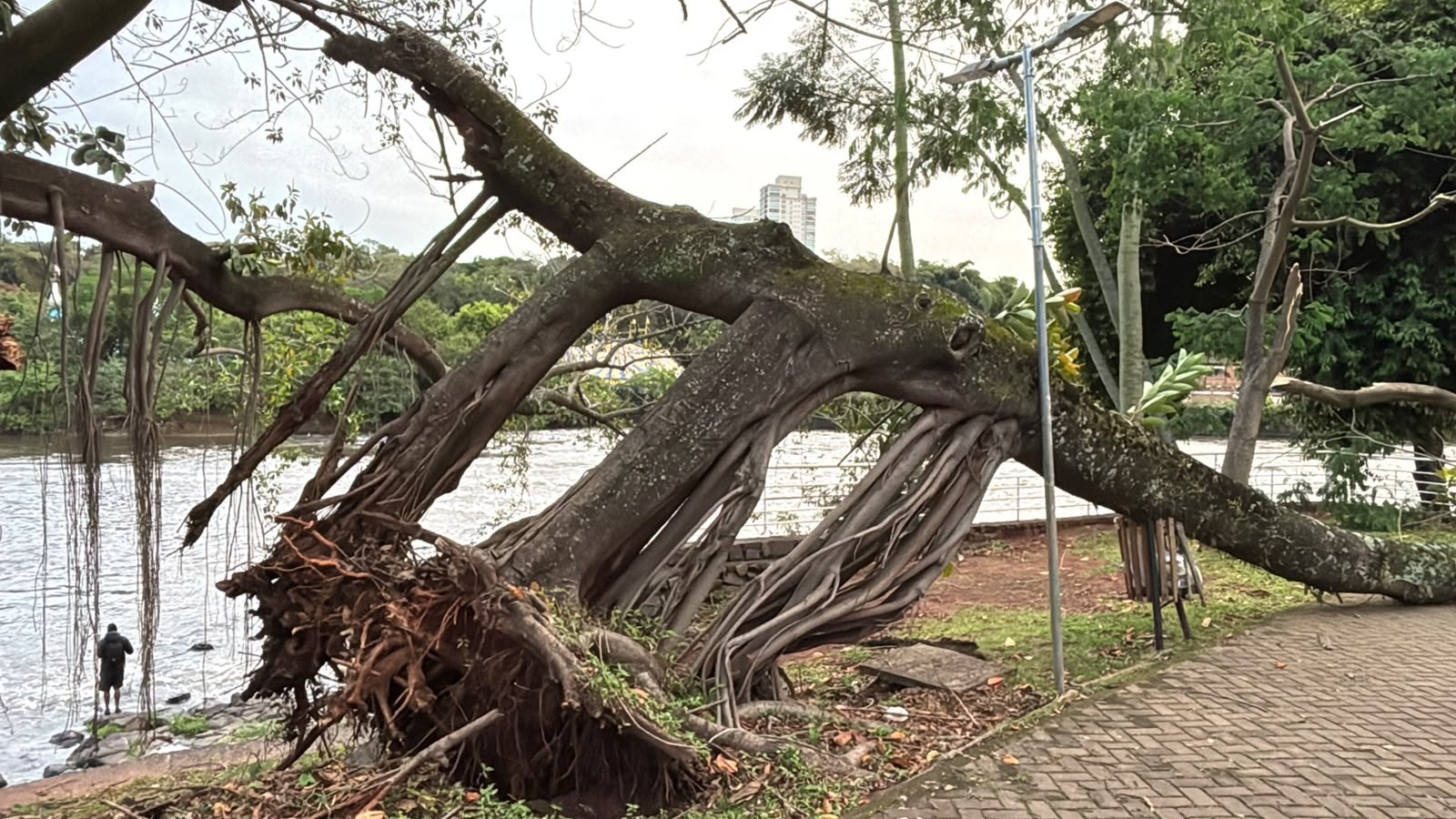 Galho de falsa seringueira cai perto da Casa do Povoador de Piracicaba e interdita trecho