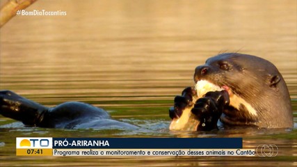 Programa Pró-Ariranha reforça conservação da espécie no Parque Estadual do Cantão