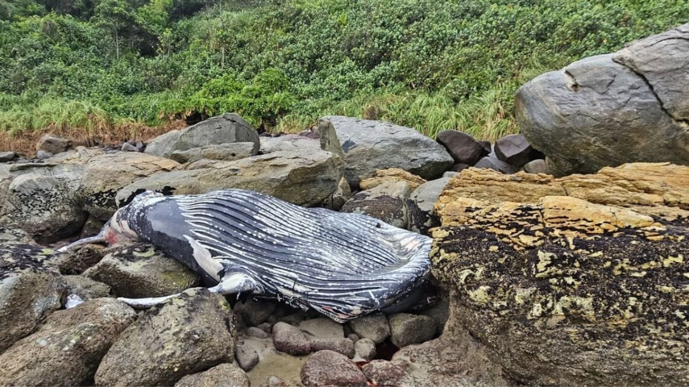 Baleia-jubarte é encontrada morta entre as pedras de praia em SC
