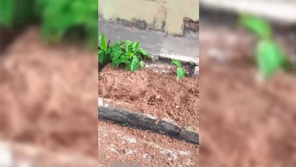 2 de 3
Buraco na terra feito pelo cachorro teria provocado ataque em Agudos (SP) &mdash; Foto: Reprodu&ccedil;&atilde;o