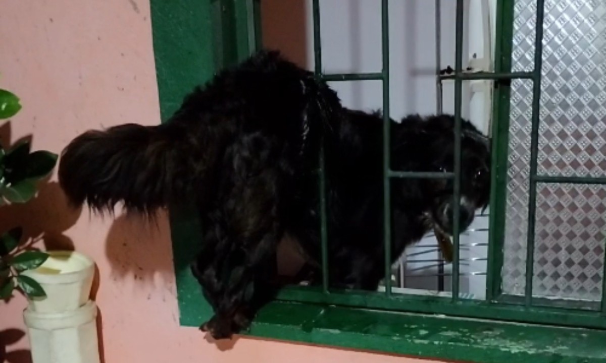 Cadela se assusta com trovões e fica presa em grade de janela no Amazonas; VÍDEO