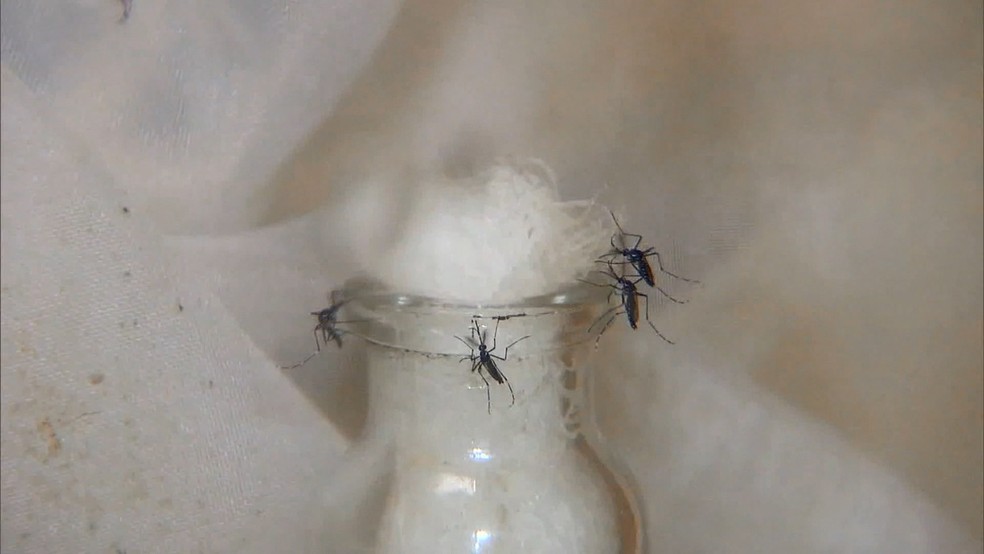 Aedes Aegypti dengue Uberlândia — Foto: Reprodução/TV Integração