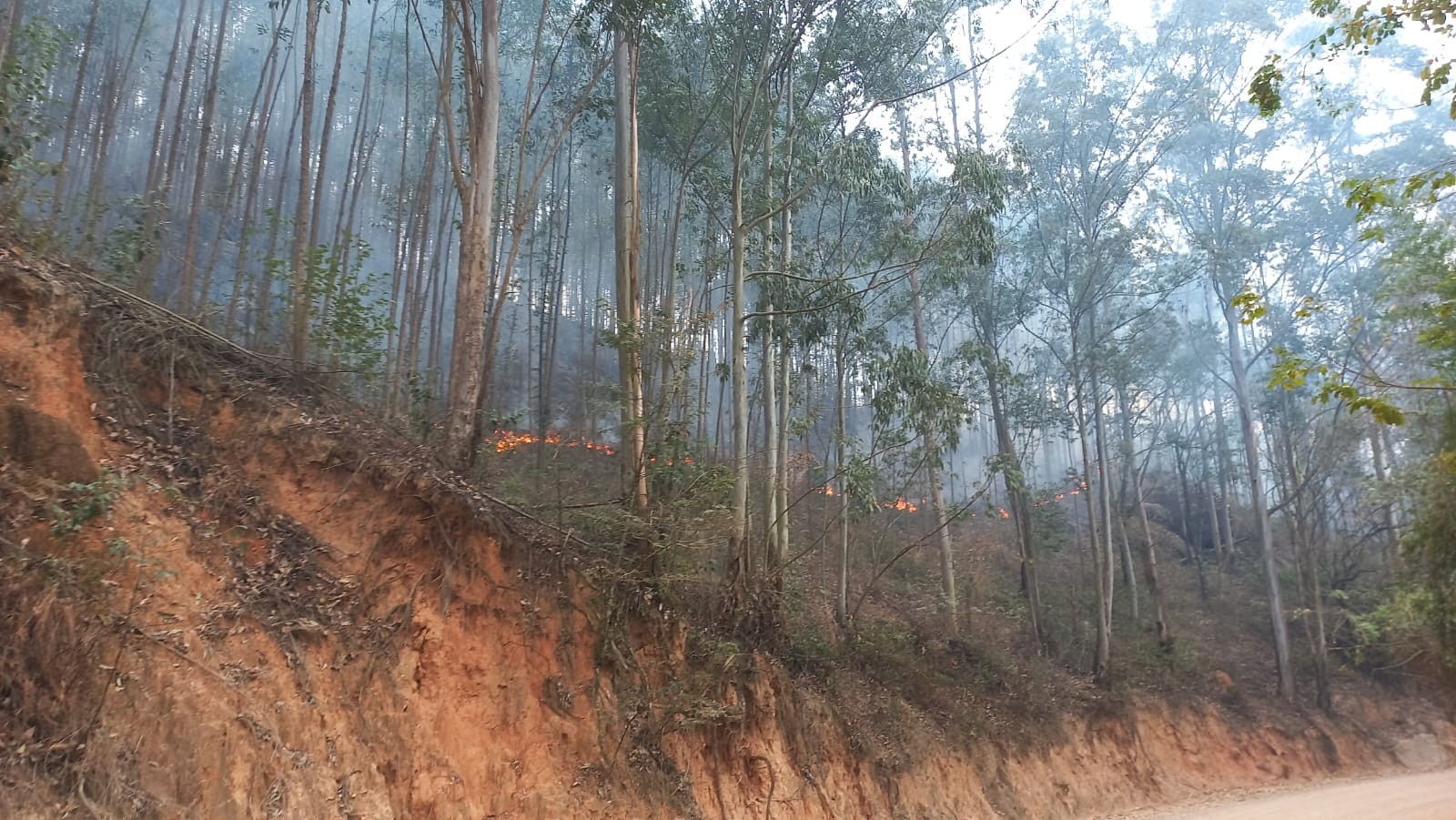 Incêndio atinge área de vegetação em Pedreira e mobiliza bombeiros e Defesa Civil 