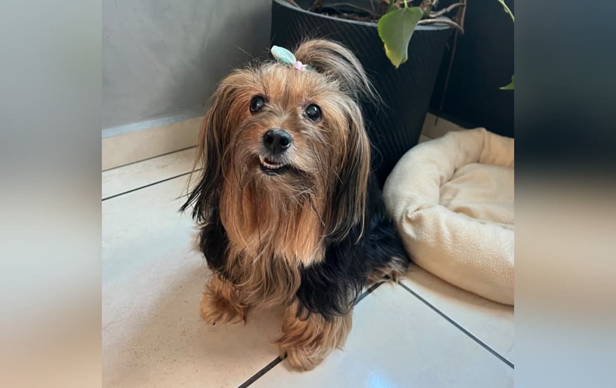 Outubro Rosa Pet: saiba sinais, prevenção e tratamento do câncer de mama em cães e gatos