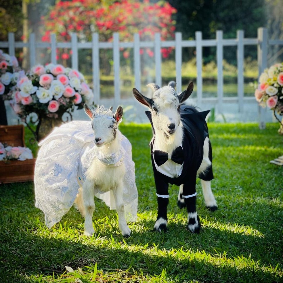 Retrospectiva 2021: relembre os animais que encantaram e fizeram rir no DF  | Distrito Federal | G1