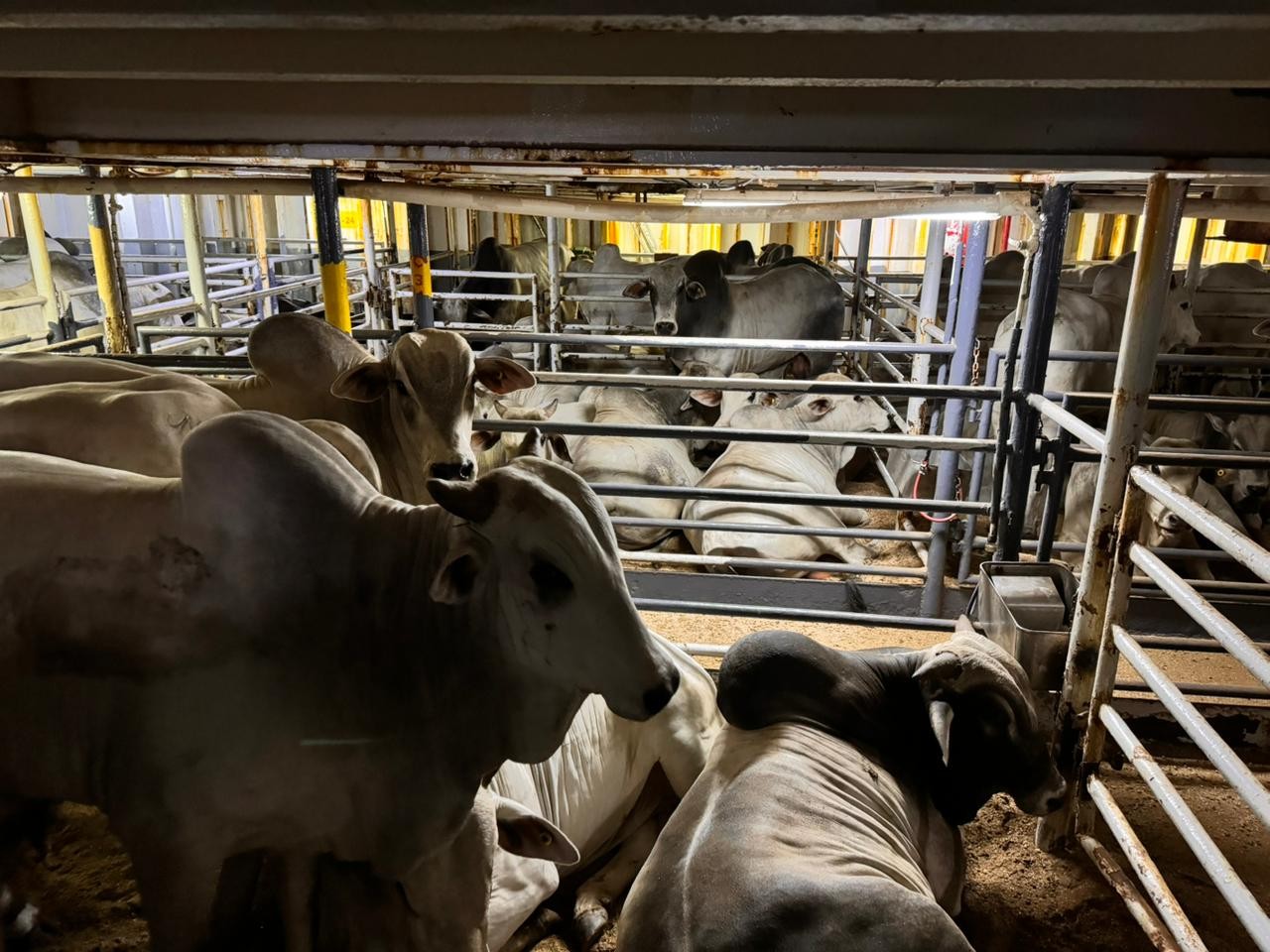 Com denúncias de animais em meio a fezes e com pouco espaço, exportação de gado vivo dobra em 3 anos no Brasil