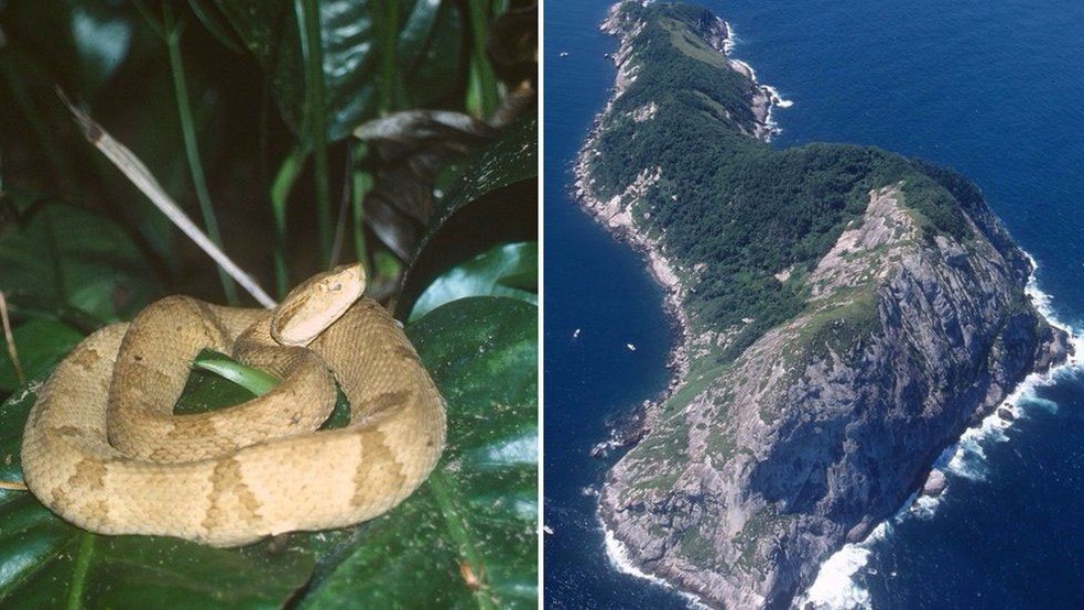 A ilha do litoral de São Paulo com a segunda maior concentração de cobras  do planeta - BBC News Brasil