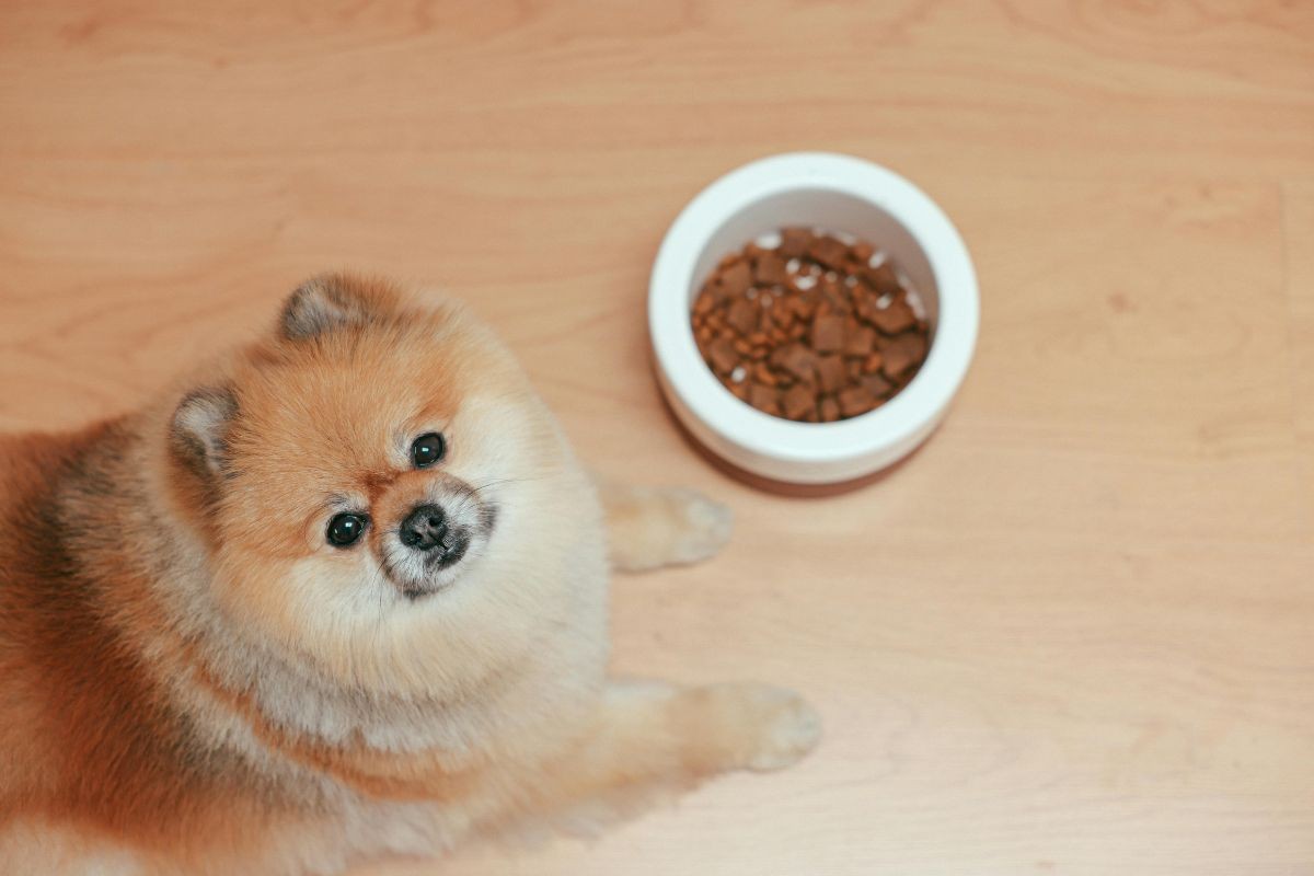 Pesquisa mostra que cães ajudam as pessoas a regular o estresse mais do que o esperado