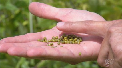 Produção de feijão-mungo é aposta para produtores de Tocantins
