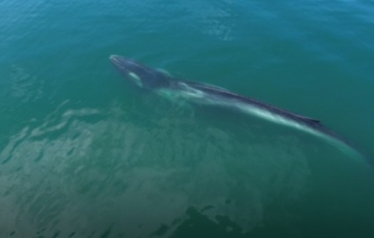 VÍDEO: Baleia-fin é vista nadando próximo à superfície do mar, na Baía da Ilha Grande, em Angra dos Reis