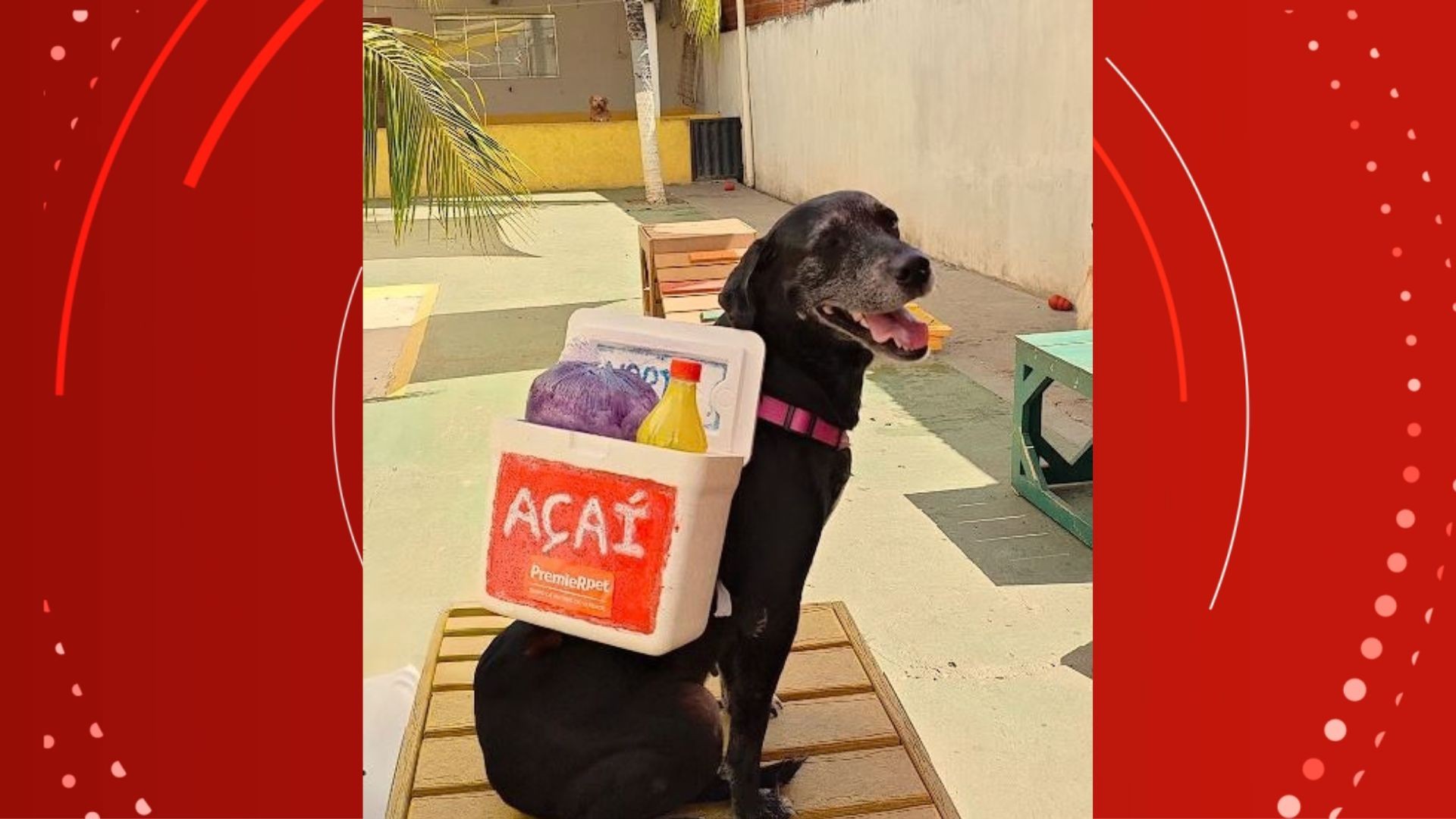Amora usou uma mochila de cuba de açaí. — Foto: Karina Barros/Divulgação
